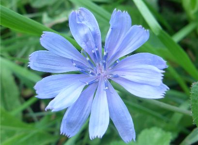 Blue Flowers on Hungary Blue Flower Jpg
