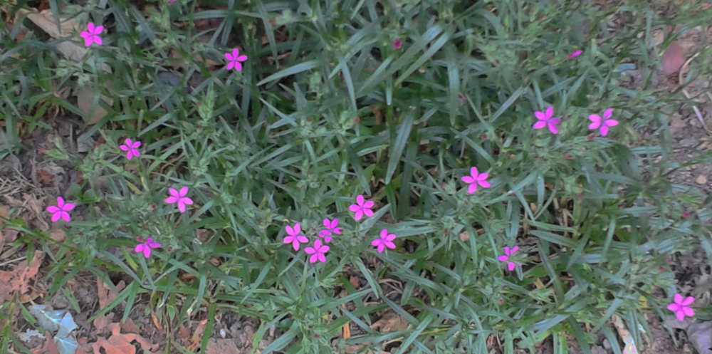 Deptford Pinks (Dianthus Armeria) flowers