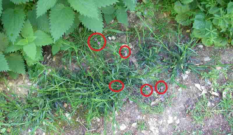 Deptford Pinks (Dianthus Armeria)