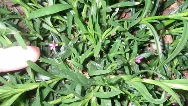 Dianthus Armeria