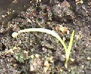 Metasequoia Glyptostroboides seedling - second leaf appearing