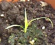 Metasequoia Glyptostroboides seedling - now with three leaves - star appearance