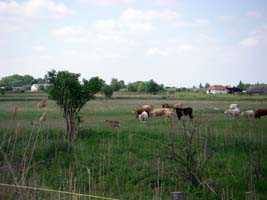 Deer amongst the cows