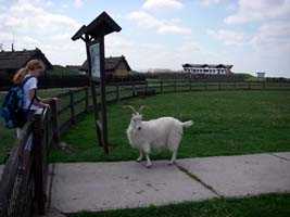 Goat at the rare breeds farm