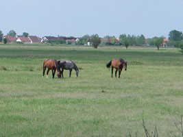 Horses