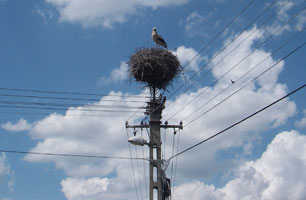 Stork