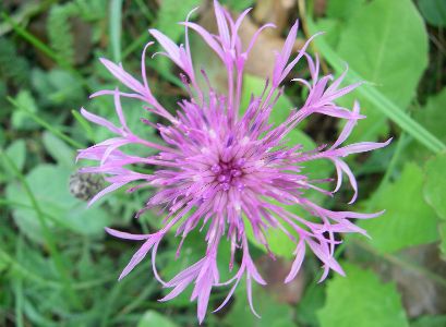 The best wild flower seen on out cycle tour of western Hungary.