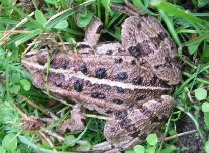 Frog on the lakeside of the Neusidler See, Hungary