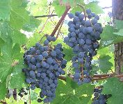 Ripe black grapes on the vine