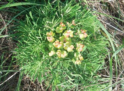 Unusual flowers growing on silicate rock