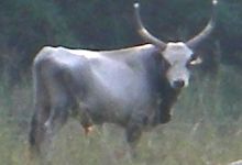 Hungarian grey cattle