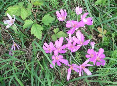 Wild pink flowers in the woods along the Danube