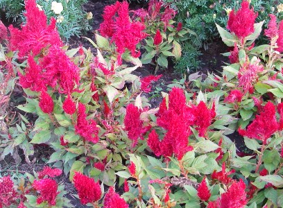 Cultivated red flowers