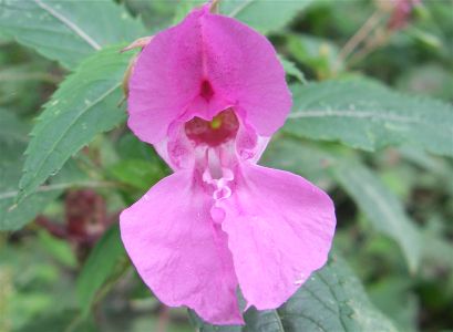 Pink flower, wild, possibly an orchid