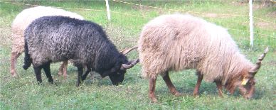 Roscoff sheep with twisted horns