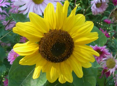 Sunflower