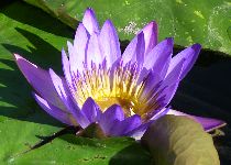 Water lillies in warm water at Heviz