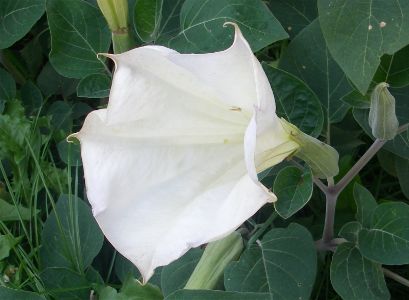 White flower