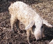 Rare breeds pig