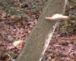 Bracket fungii