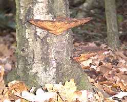 Bracket fungii