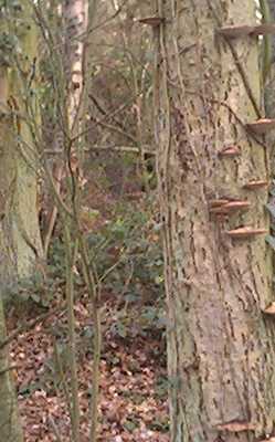 Bracket fungii growing on dead tree