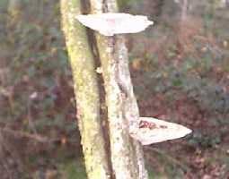 Bracket fungii