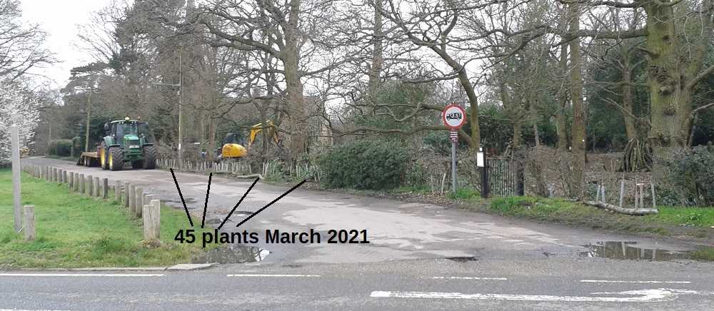 Location of 45 Dianthus Armeria March 2021