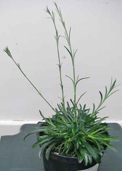 Large image of Dianthus Armeria in pot - ready to flower in first year