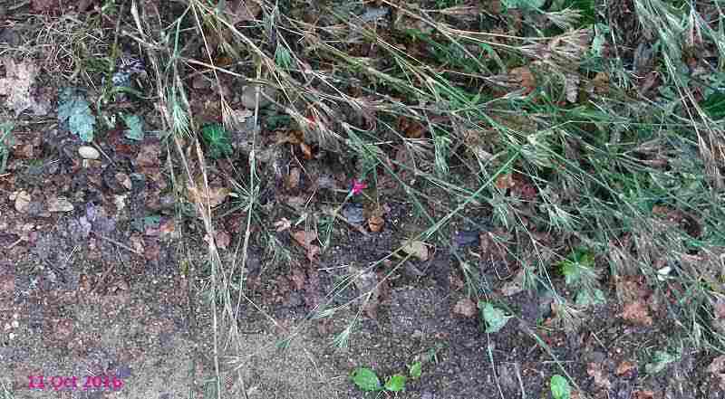 Single hand coloured Deptford Pink flower