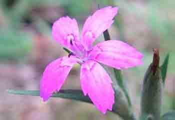Deptford Pink flower