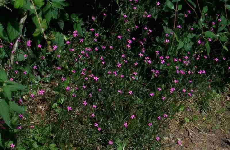 Dianthus Armeria