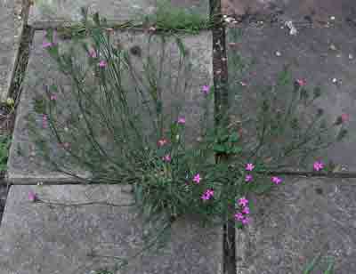 Single Deptford Pink in crack in paving flagstones