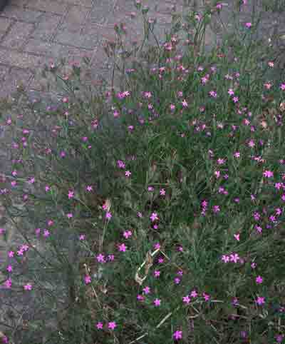 Multiple Deptford Pinks self seeded in breeding bed