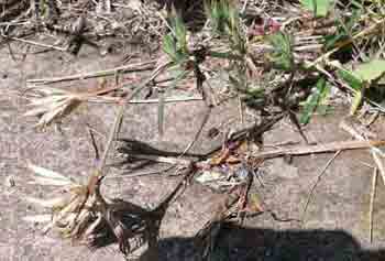 Seed pods