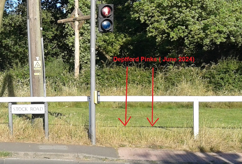 Deptford Pinks Galleywood Common June 2024