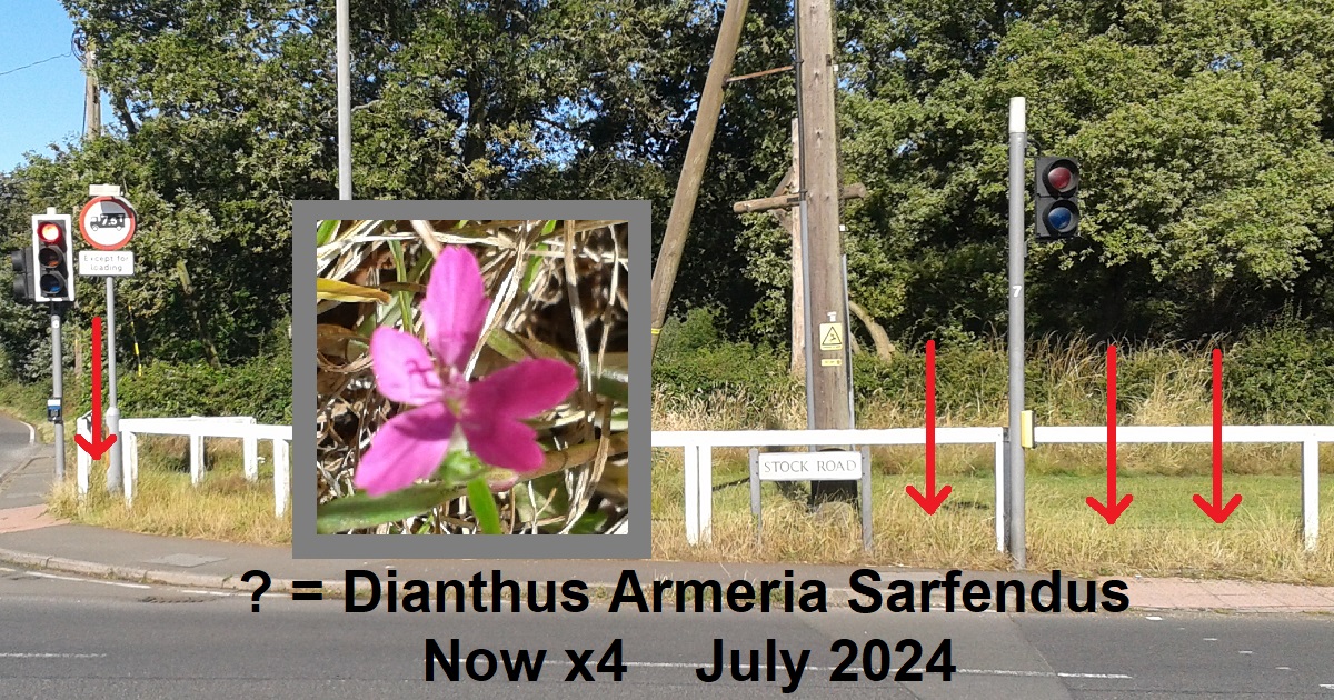 Deptford Pinks Galleywood Common July 2024