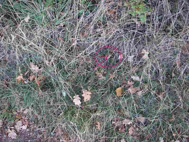 Deptfork Pink amongst other plants