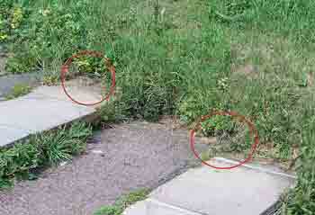 Location of Deptford pink flowers