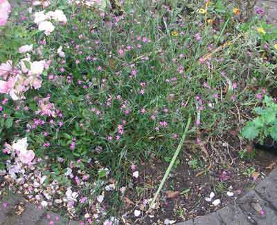 Deptford Pink mature plant