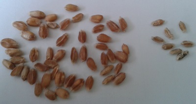 Wheat harvest August 2020