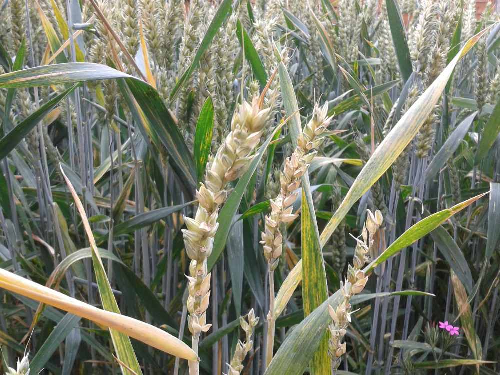 Wheat heads with seeds disappearing