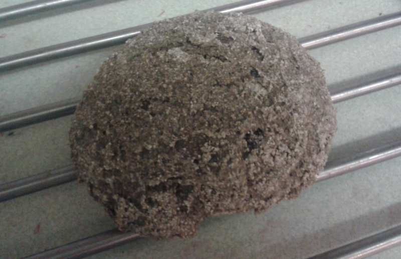 Wholmeal bread roll