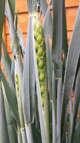 First winter wheat to set seeds
