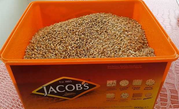 Winter wheat harvest August 2020