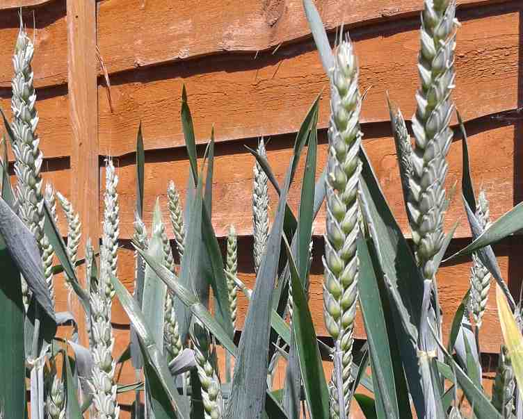 Winter wheat seed heads 1st June 2020