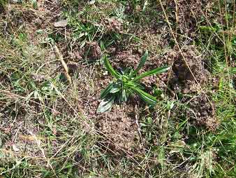 Year one Dianthus Armeria plant: note leaves only and no flowers