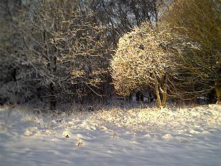 Snow scene on the Common