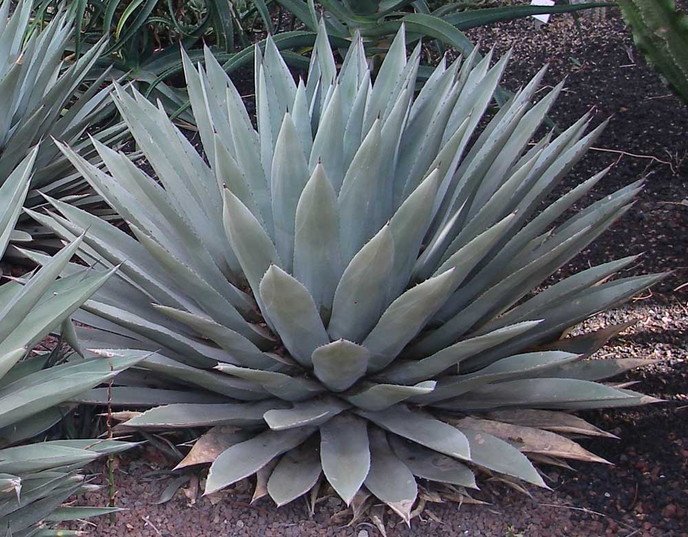 Agave parryi