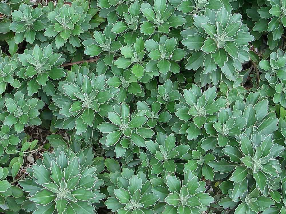 Ajania pacifica